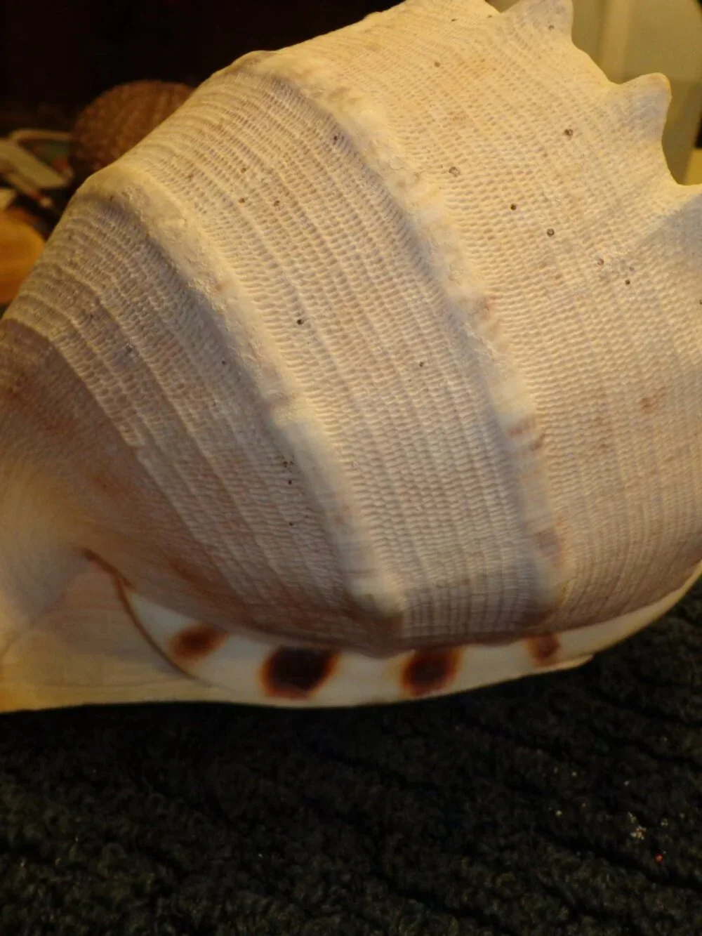 Sea Shell Authentic King Helmet Large 9
